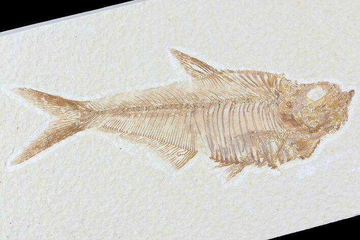 Diplomystus Fossil Fish - Wyoming #81452